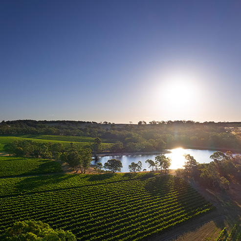 2022 Vintage at Heggies Vineyard